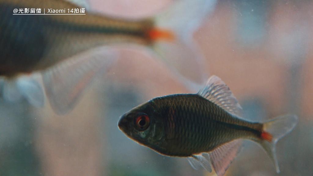 推薦幾款適合拍攝龍魚缸的手機