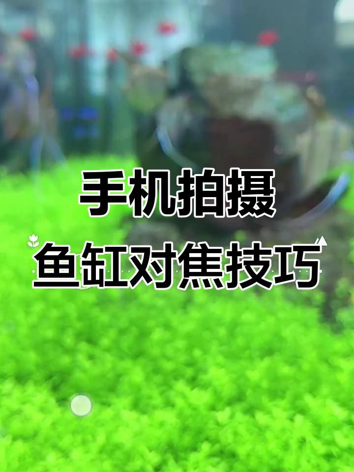 推薦幾款適合拍攝龍魚缸的手機