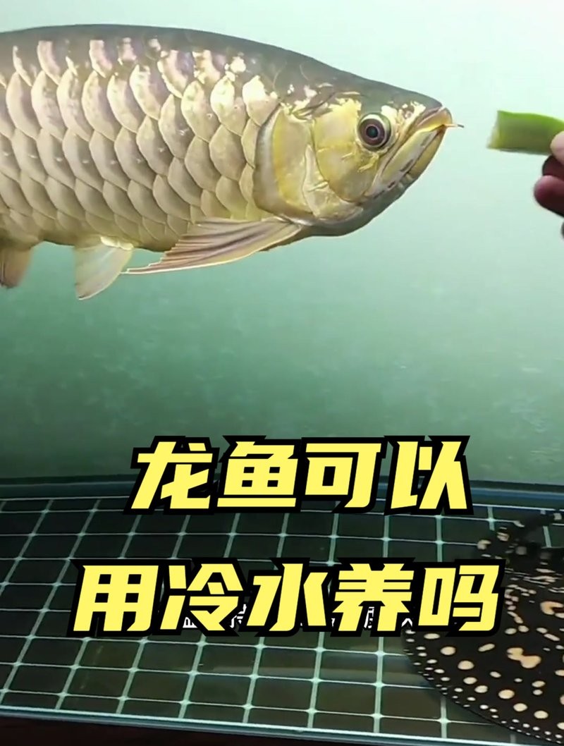 龍魚能冷水養(yǎng)嗎