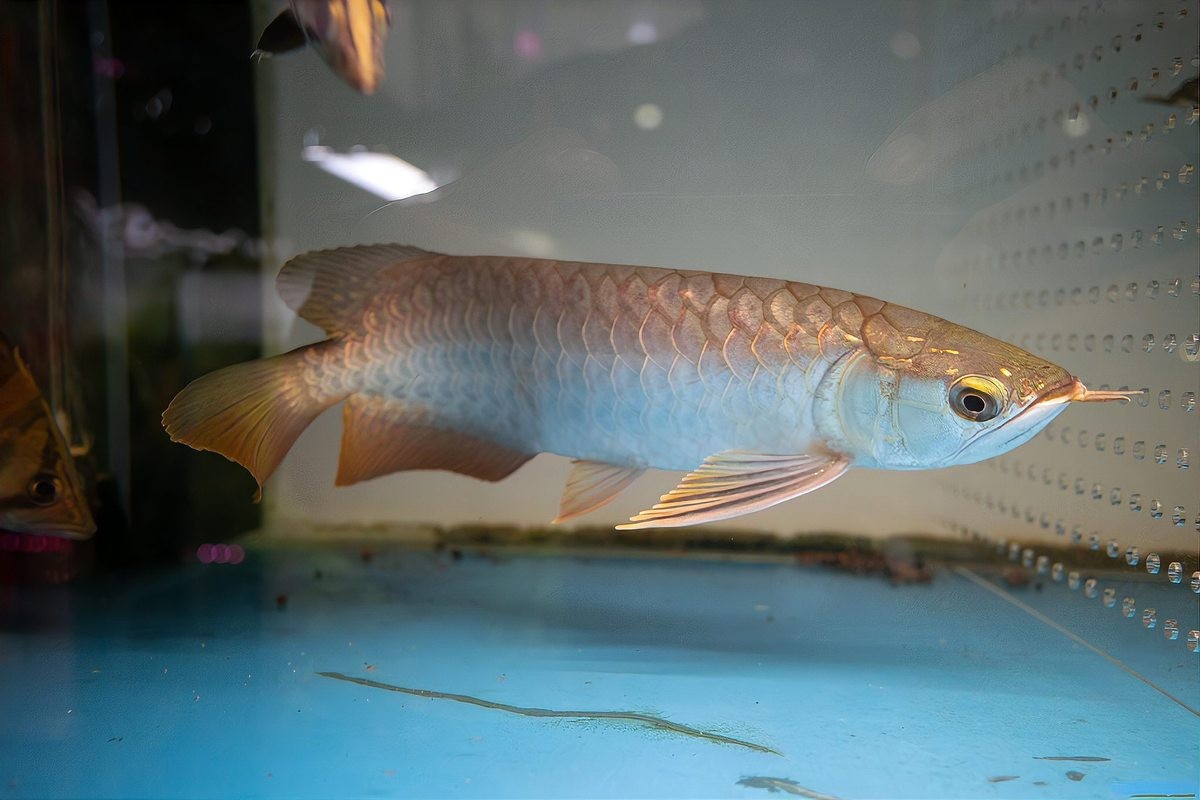 龍魚能冷水養(yǎng)嗎