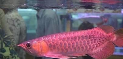 紅龍魚屬于雜牌子還是名牌