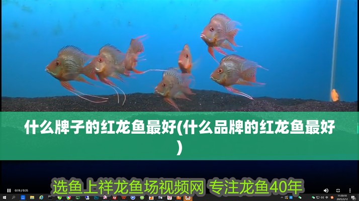 紅龍魚屬于雜牌子還是名牌