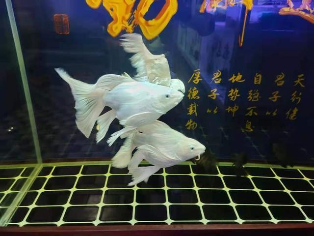 龍魚呼吸急促可以用藥嗎？