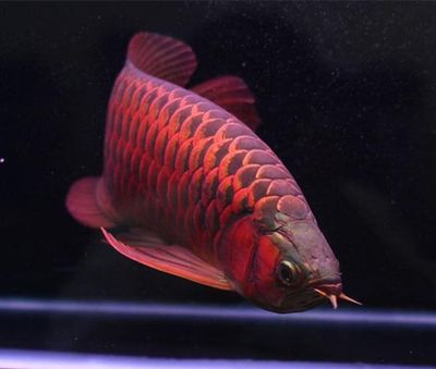 馬拉莫寶石混養(yǎng)龍魚：馬拉莫寶石魚與龍魚混養(yǎng)需要注意什么？ 馬拉莫寶石混養(yǎng)龍魚：馬拉莫寶石魚與龍魚混養(yǎng)需要注意什么？ 龍魚百科 第3張