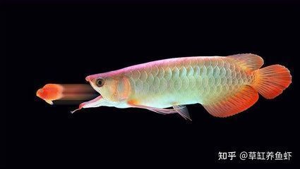 龍魚身體上粘有白色物體是什么原因：龍魚身上粘有白色物體是怎么回事