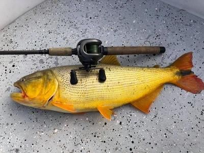 黃金河虎魚水溫調控技巧，黃金河虎魚水溫的調控技巧