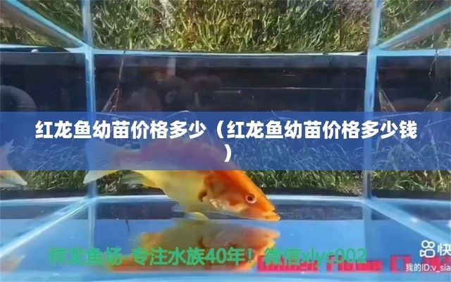 紅龍魚幼苗一般多少錢一只，紅龍魚幼苗養殖技巧紅龍魚幼苗選購指南