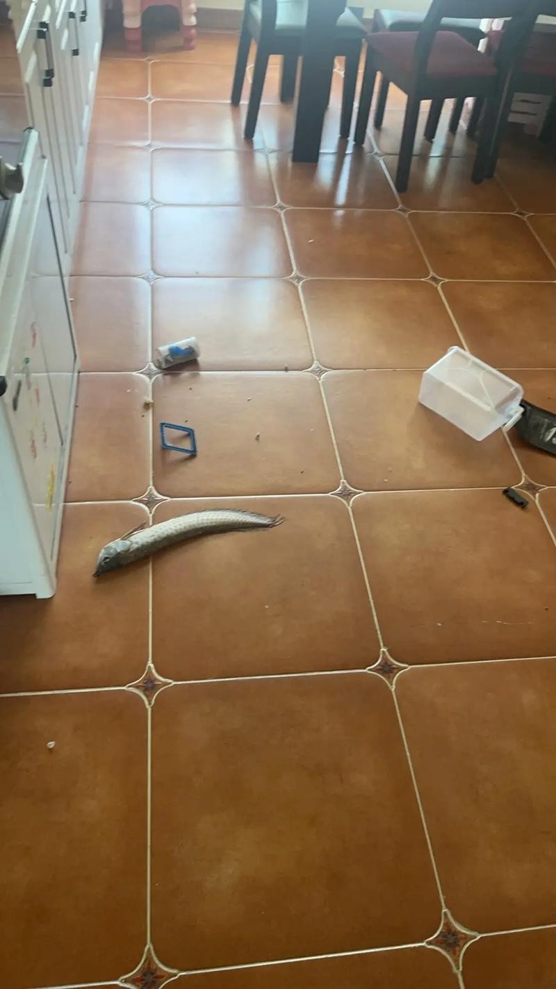 銀龍魚背鰭爛怎么治啊圖片