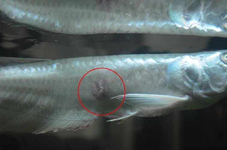 銀龍魚背鰭爛怎么治啊圖片