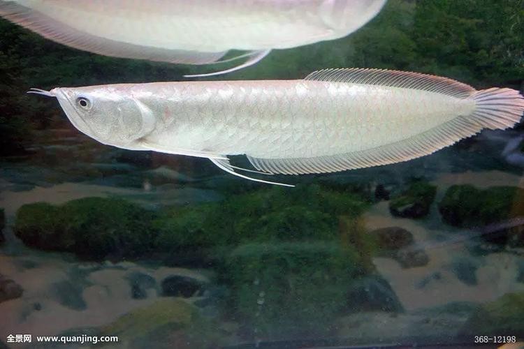 銀龍魚背鰭爛怎么治啊圖片