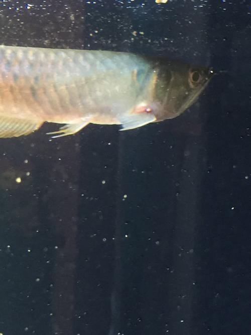 銀龍魚背鰭爛怎么治啊圖片