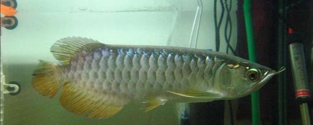 銀龍魚背鰭爛怎么治啊圖片