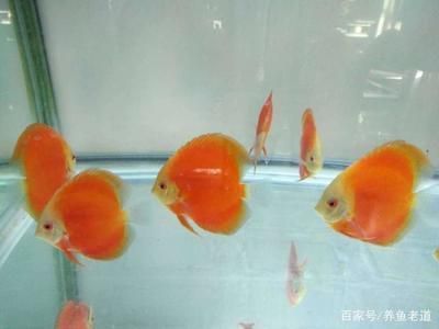 金龍魚一天喂多少量(金龍魚的喂食管理) 龍魚百科 第1張 金龍魚一天喂多少量(金龍魚的喂食管理) 金龍魚一天喂多少量(金龍魚的喂食管理) 龍魚百科 第1張