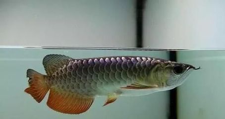 龍魚(yú)燒尾是一種常見(jiàn)的龍魚(yú)疾病，主要表現(xiàn)為龍魚(yú)尾鰭邊緣部分發(fā)白：如何預(yù)防龍魚(yú)燒尾