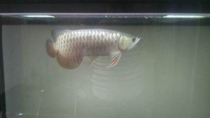 龍魚是否可以吃蘋果，吃蘋果會對龍魚的健康產生影響：龍魚可以吃蘋果嗎吃蘋果會對龍魚的健康產生影響嗎