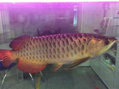 金龍魚五十公分多少錢（五十公分長的金龍魚價格受多種因素影響）