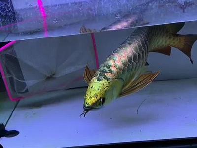 藍底細框過背金龍最簡單三個步驟詳解