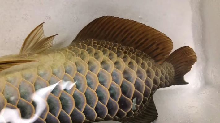 藍底細框過背金龍最簡單三個步驟詳解