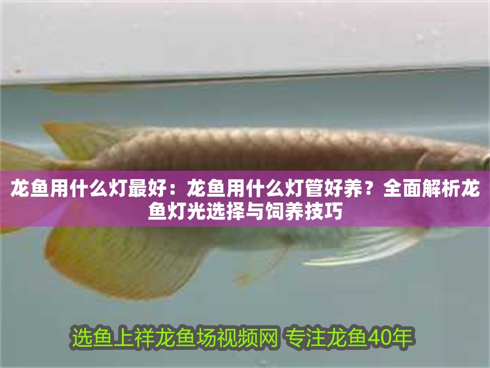 龍魚用什么燈最好：龍魚用什么燈管好養？全面解析龍魚燈光選擇與飼養技巧