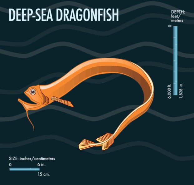 龍魚的英文名叫什么好聽：龍魚的英文名叫什么好聽龍魚的英文名叫什么好聽
