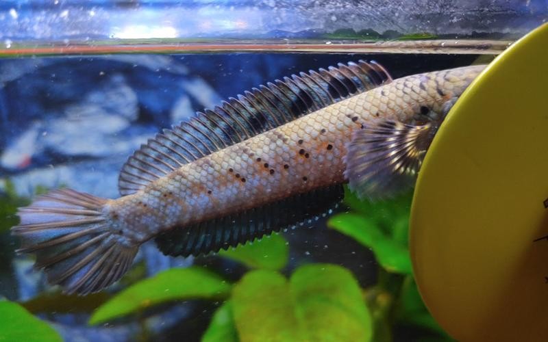 龍魚身上有小白點是什么原因造成的圖片