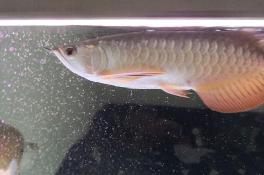 龍魚身上有小白點是什么原因造成的圖片