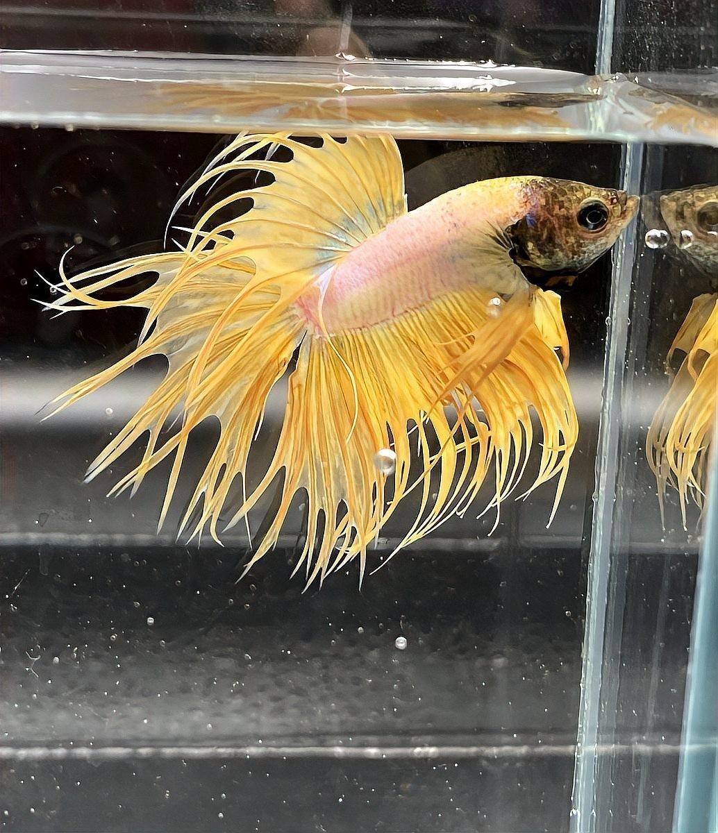 龍魚身上有小白點是什么原因造成的圖片