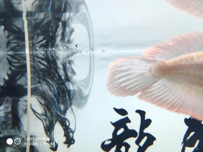 龍魚身上有小白點是什么原因造成的圖片