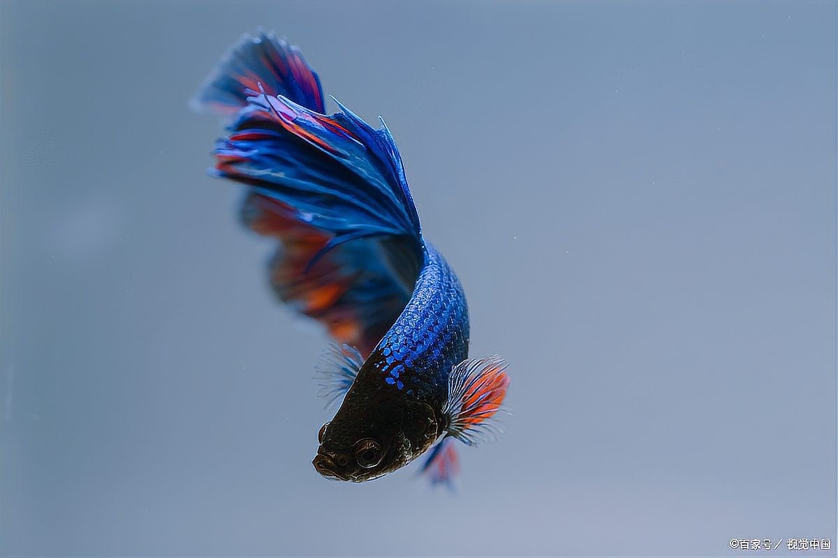 龍魚身上有小白點是什么原因造成的圖片