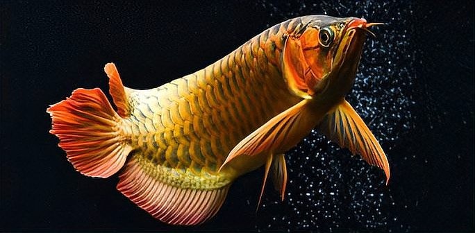 龍魚身上有小白點是什么原因造成的圖片