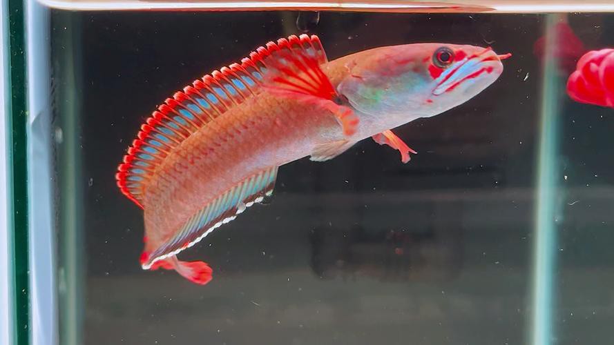 血紅雷龍魚