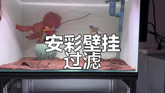 養一條雷龍魚用什么過濾器