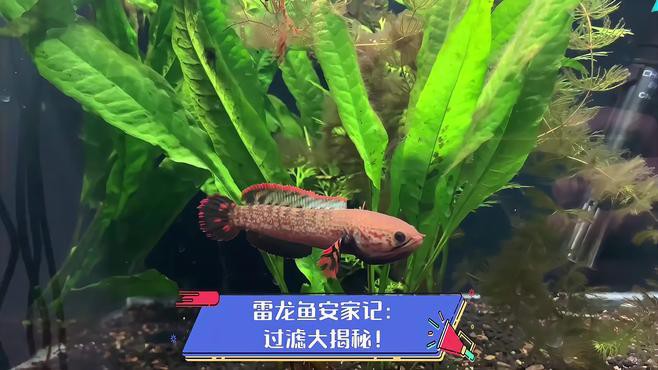 養一條雷龍魚用什么過濾器