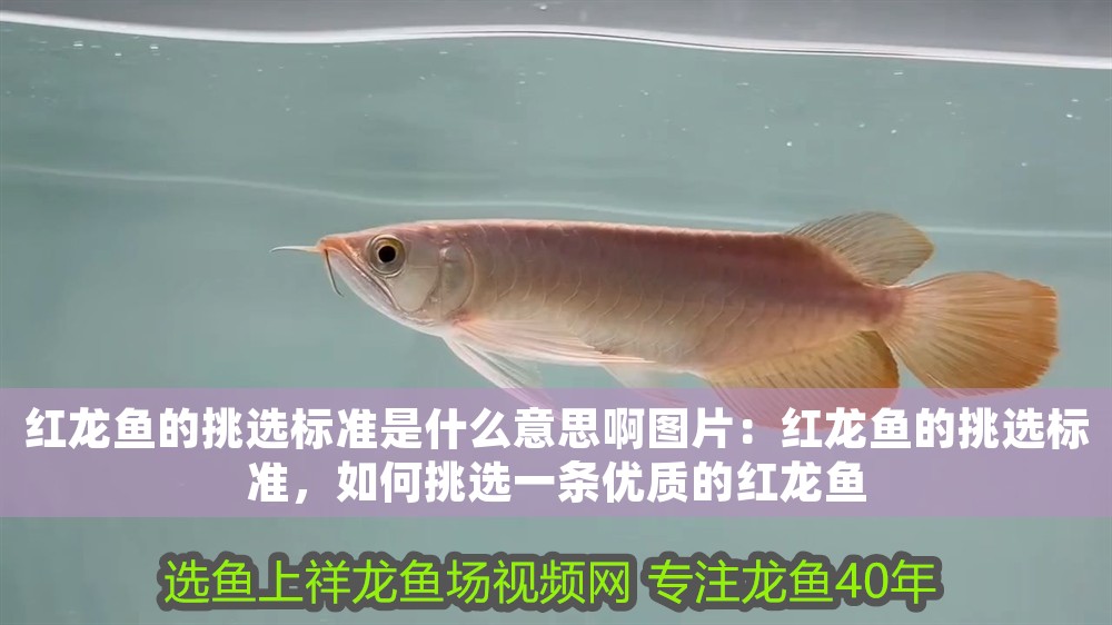 紅龍魚(yú)的挑選標(biāo)準(zhǔn)是什么意思啊圖片：紅龍魚(yú)的挑選標(biāo)準(zhǔn)，如何挑選一條優(yōu)質(zhì)的紅龍魚(yú)
