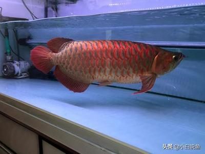 紅龍魚可以長到多大（關于紅龍魚體型的一些具體信息）