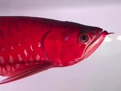 紅龍魚可以長到多大（關于紅龍魚體型的一些具體信息）