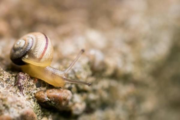 六角恐龍魚哪種品相好看（六角恐龍魚品相好壞取決于多個因素，六角恐龍魚品相評分標準）