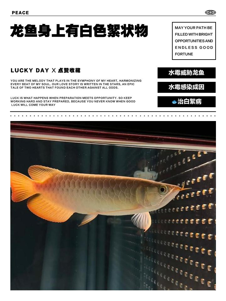 如何預(yù)防龍魚鰓蓋出現(xiàn)白色絮狀物？