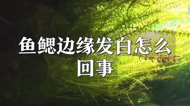 如何預(yù)防龍魚鰓蓋出現(xiàn)白色絮狀物？