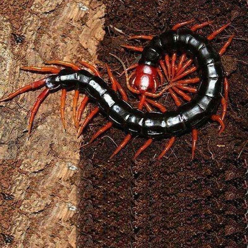 龍魚吃蝗蟲嗎會死嗎：龍魚吃蝗蟲會死嗎