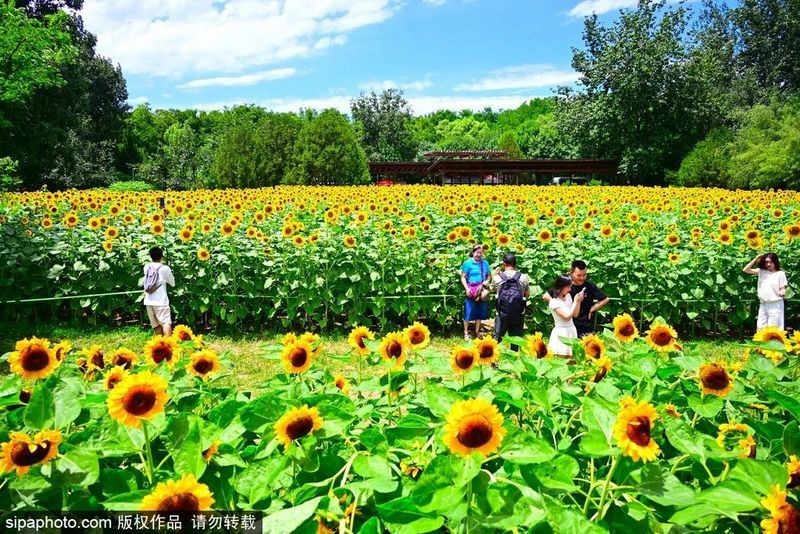 河北石家莊吃金龍魚 河北石家莊吃金龍魚 龍魚百科 第12張
