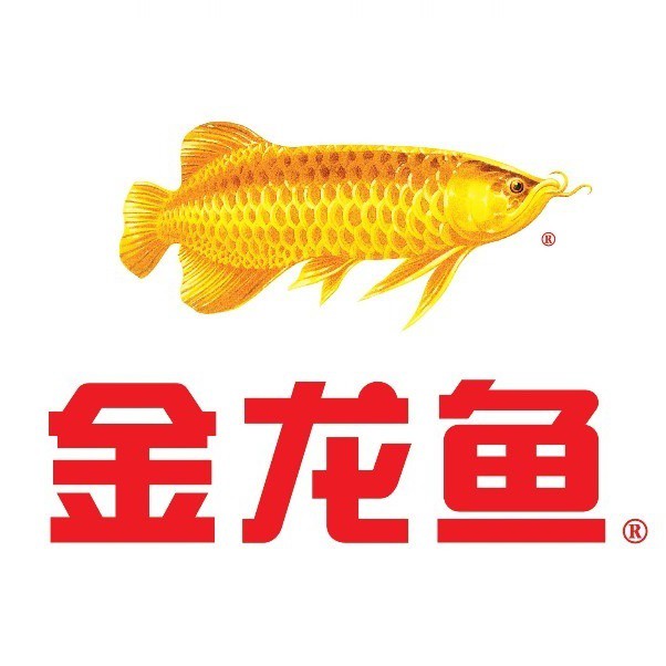 河北石家莊吃金龍魚 河北石家莊吃金龍魚 龍魚百科 第7張