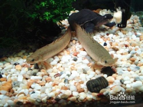 紅龍魚與什么龜混養：紅龍魚與烏龜混養注意事項