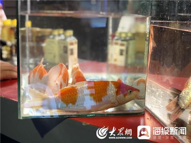大正錦鯉魚(yú)的日常養(yǎng)護(hù)要點(diǎn)（大正三色錦鯉日常養(yǎng)護(hù)需要注意以下幾個(gè)關(guān)鍵點(diǎn)）
