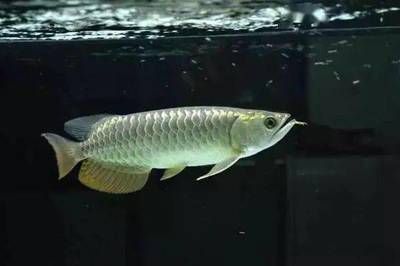 b級(jí)金龍魚變成過背：b級(jí)金龍魚是什么意思