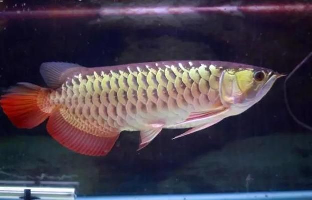 龍魚鑒別特征是什么意思（如何鑒別不同品種的龍魚） 龍魚鑒別特征是什么意思（如何鑒別不同品種的龍魚） 龍魚百科 第2張