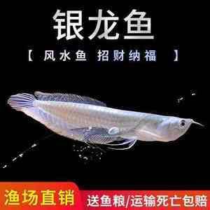 金龍魚運輸注意事項：金龍魚的運輸注意事項
