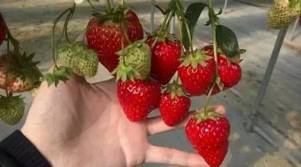 大火龍魚怎么養殖：大火龍魚怎么養殖大火龍魚飼養方法