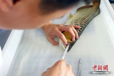 龍魚麻醉過量怎么處理好呢（如何判斷龍魚麻醉過量的急救措施）