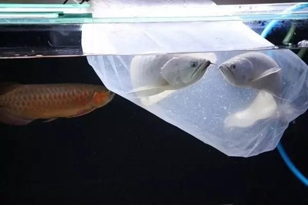 龍魚應激反應預防：如何有效地預防龍魚應激反應